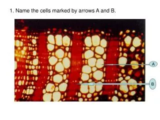 1. Name the cells marked by arrows A and B.