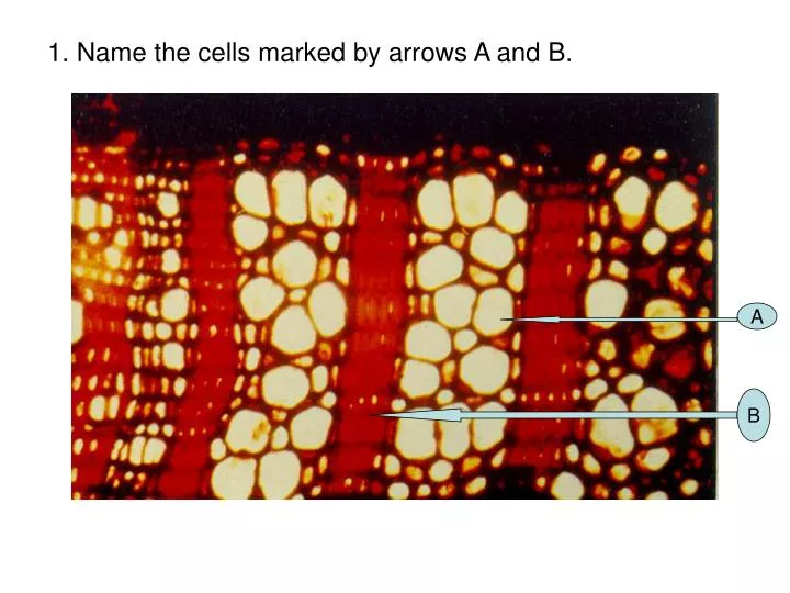 1 name the cells marked by arrows a and b