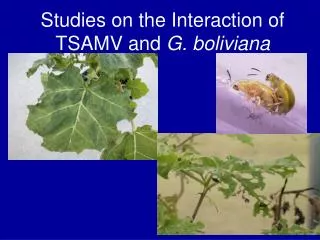 Studies on the Interaction of TSAMV and G. boliviana