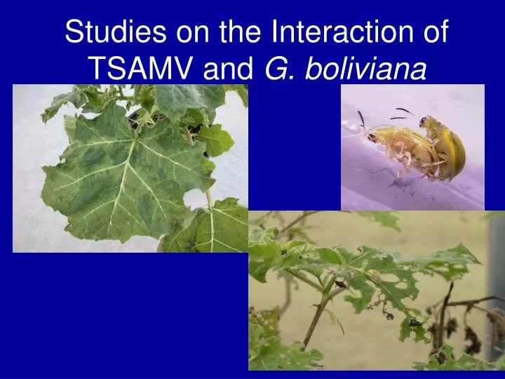 studies on the interaction of tsamv and g boliviana