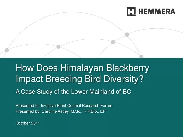 how does himalayan blackberry impact breeding bird diversity