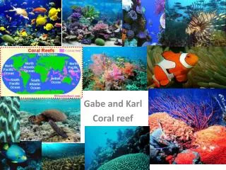 Gabe and Karl Coral reef