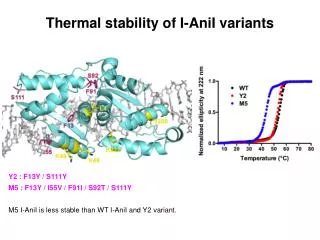 Thermal stability of I-AniI variants