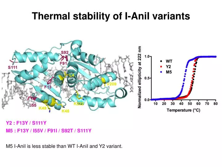 thermal stability of i anii variants