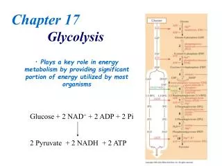 Chapter 17 Glycolysis