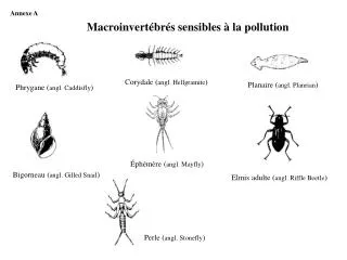 Elmis adulte ( angl. Riffle Beetle )