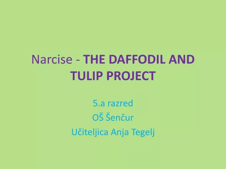narcise the daffodil and tulip project