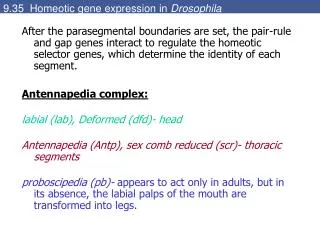 9.35 Homeotic gene expression in Drosophila