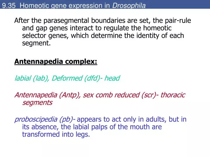 9 35 homeotic gene expression in drosophila