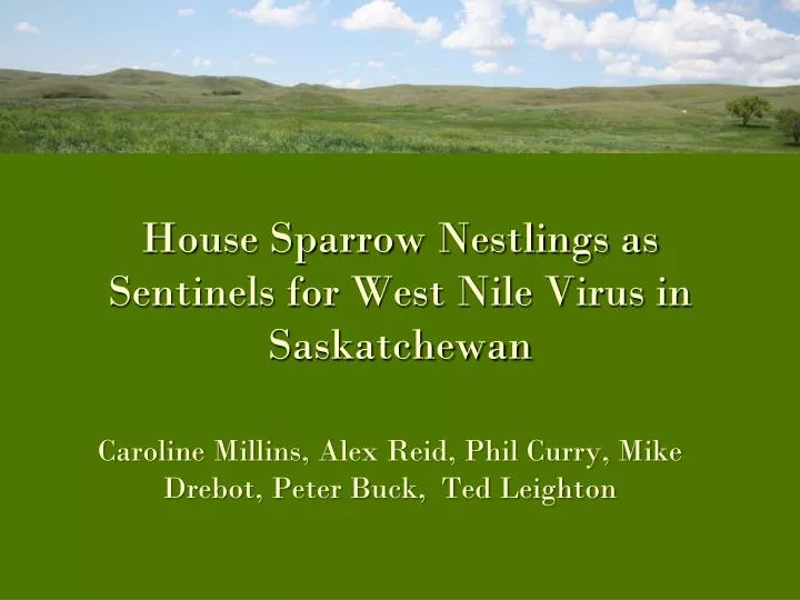 house sparrow nestlings as sentinels for west nile virus in saskatchewan