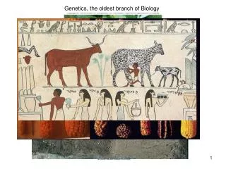 Genetics, the oldest branch of Biology
