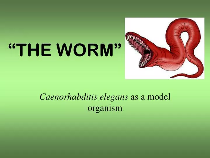 the worm