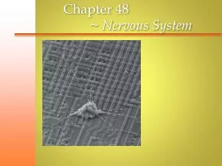 Chapter 48 ~ Nervous System