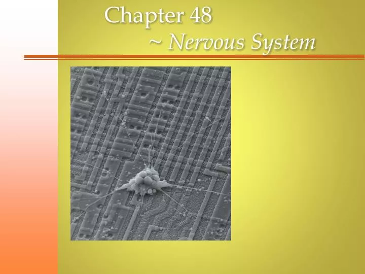 chapter 48 nervous system