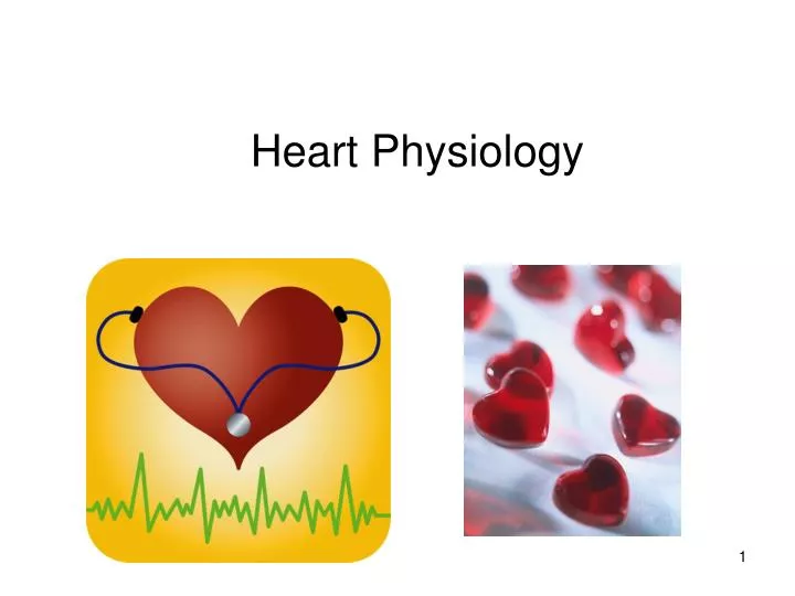 heart physiology