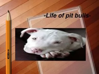 -Life of pit bulls-