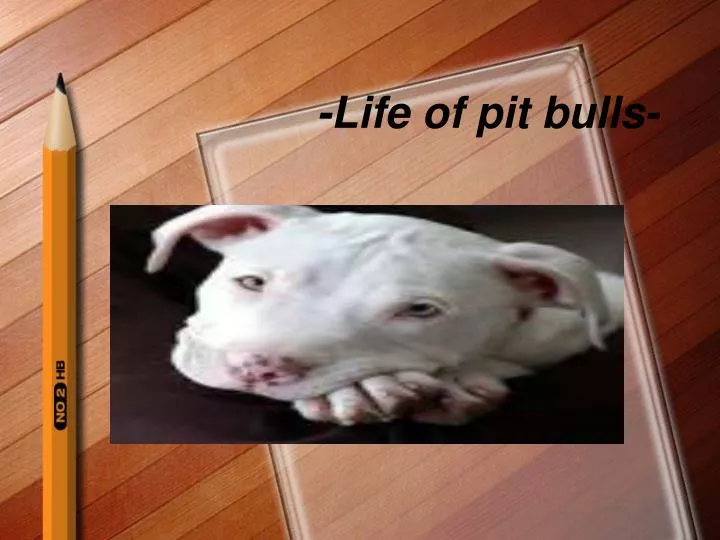 life of pit bulls