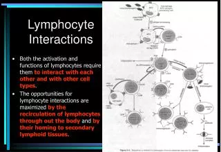 Lymphocyte Interactions