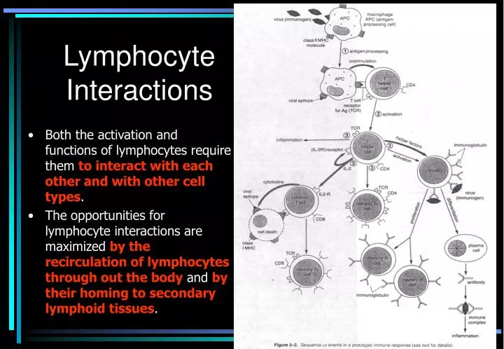 lymphocyte interactions