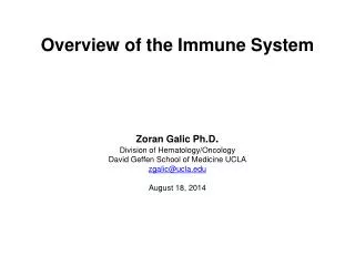 Overview of the Immune System Zoran Galic Ph.D . Division of Hematology/Oncology