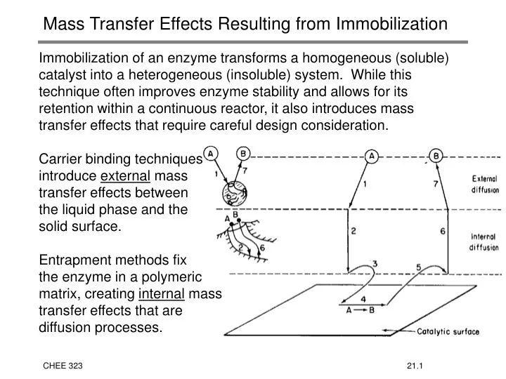 mass transfer effects resulting from immobilization