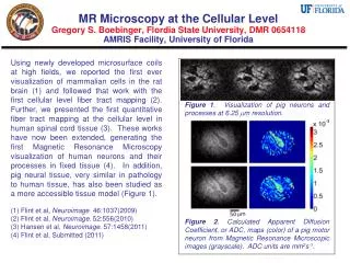 Figure 1 . Visualization of pig neurons and processes at 6.25 ?m resolution.