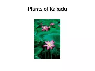 plants of kakadu