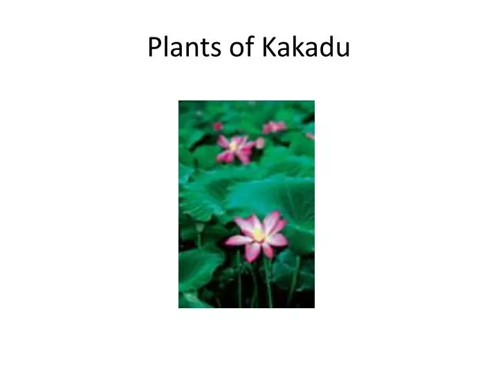 plants of kakadu