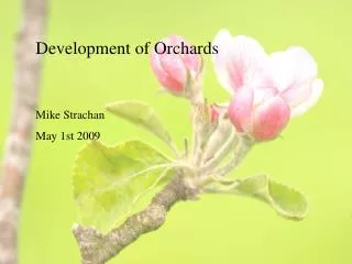 Development of Orchards Mike Strachan May 1st 2009