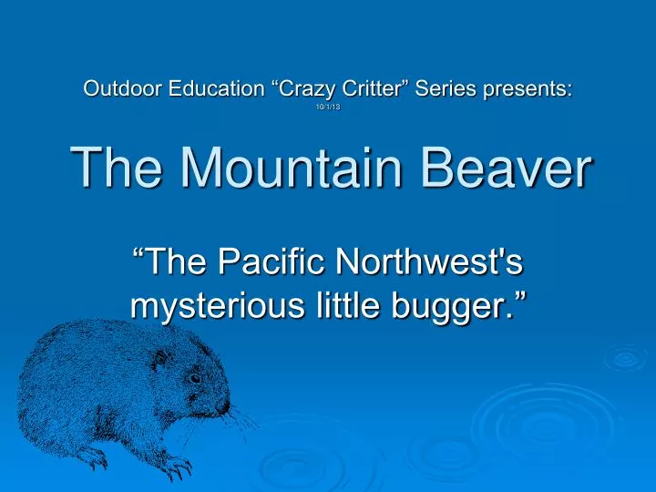 the mountain beaver