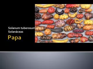 solanum tuberosum solan ceas