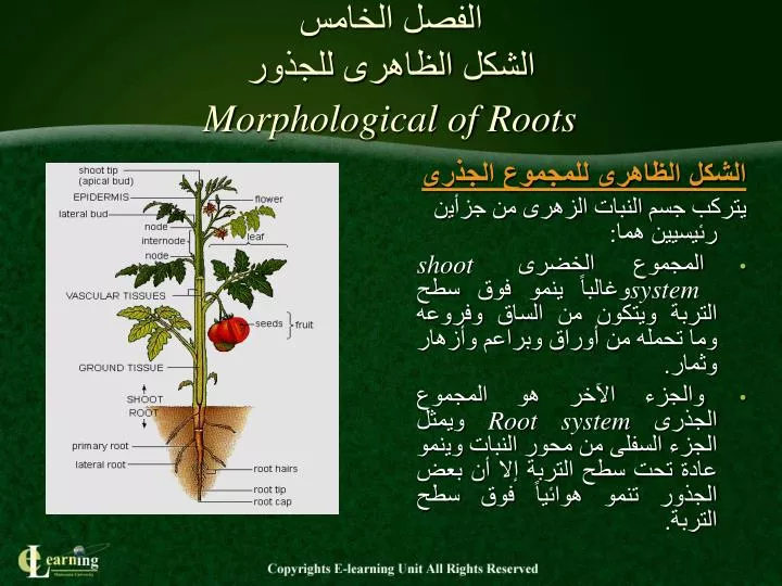 morphological of roots