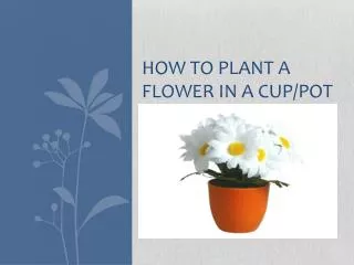 How to plant a flower in a cup/pot