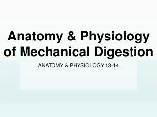Anatomy &amp; Physiology of Mechanical Digestion