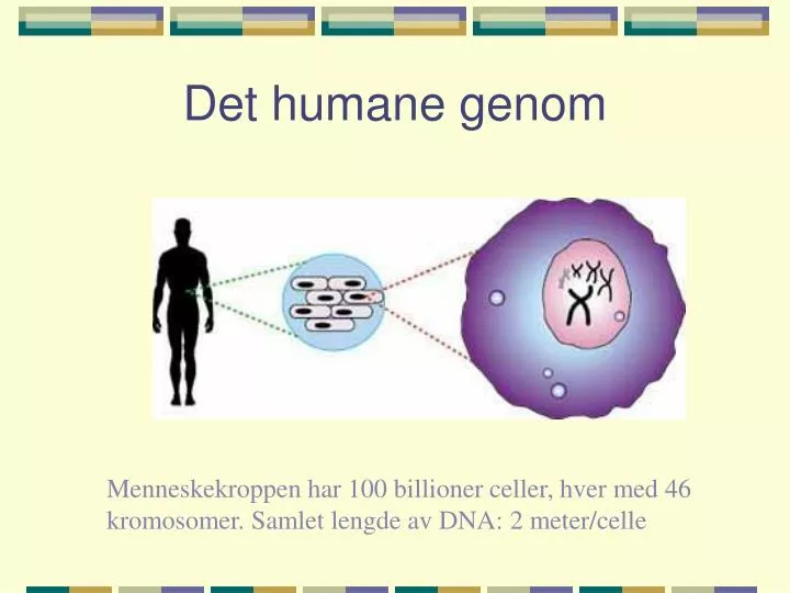 det humane genom