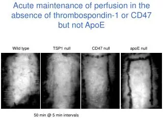 Acute maintenance of perfusion in the absence of thrombospondin-1 or CD47 but not ApoE