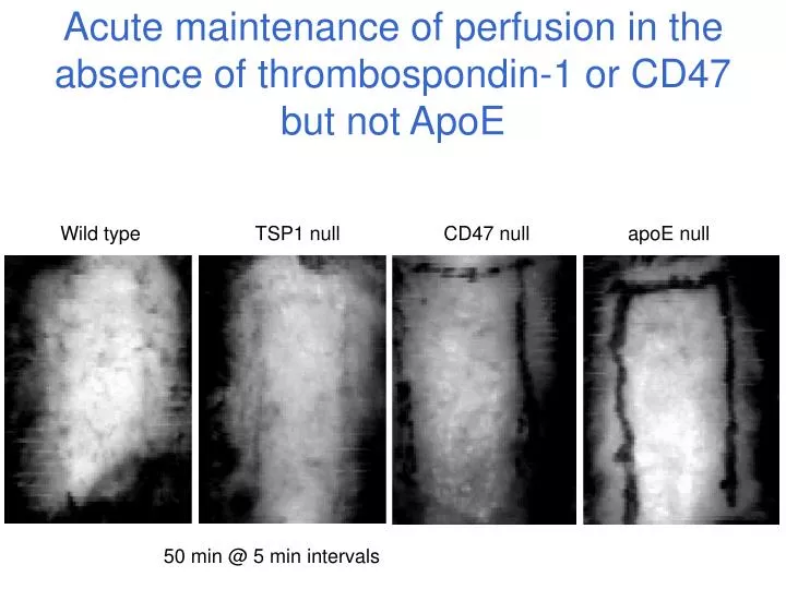acute maintenance of perfusion in the absence of thrombospondin 1 or cd47 but not apoe