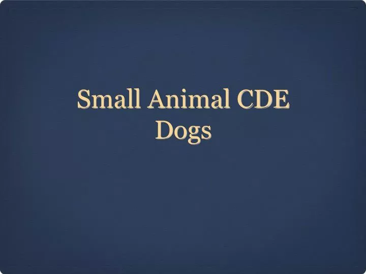 small animal cde dogs