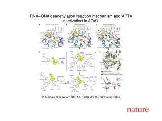 P Tumbale et al. Nature 000 , 1-5 (2013) doi:10.1038/nature12824