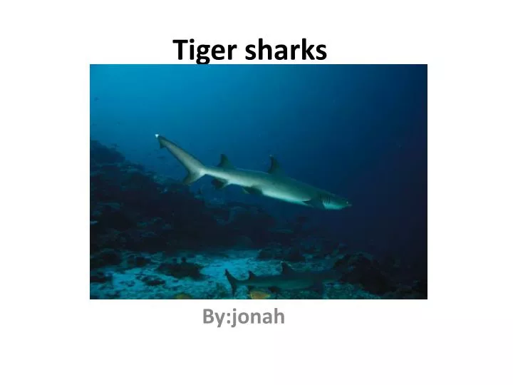 tiger sharks