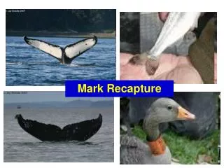 Mark Recapture