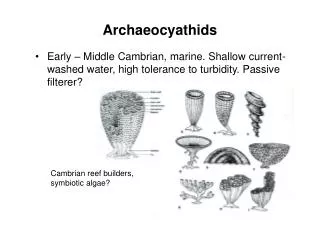 Archaeocyathids