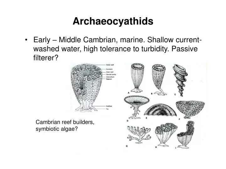 archaeocyathids