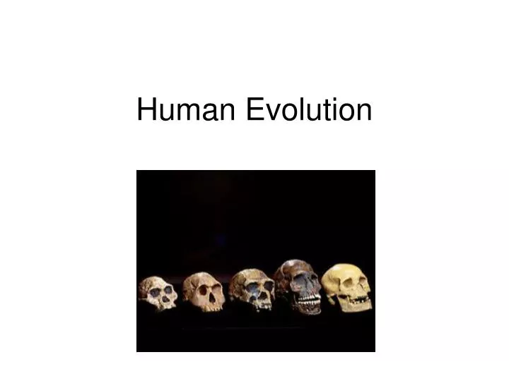 human evolution