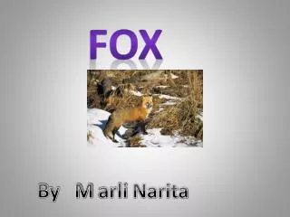 fox