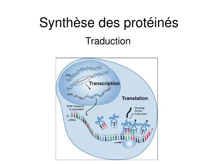 synth se des prot in s