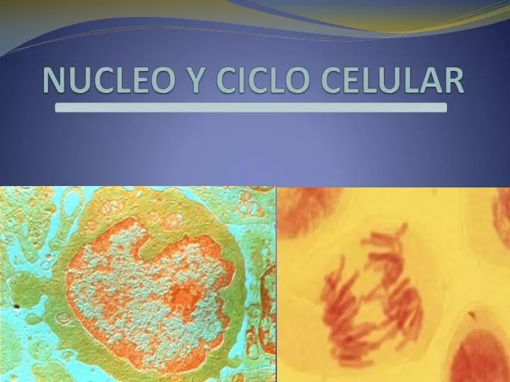 nucleo y ciclo celular