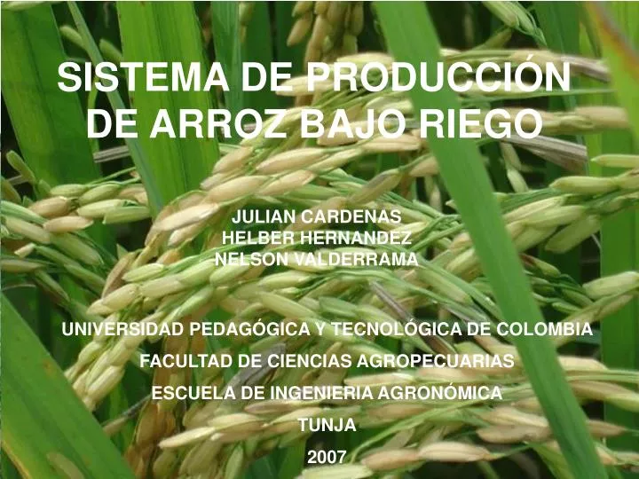 sistema de producci n de arroz bajo riego