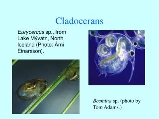 cladocerans