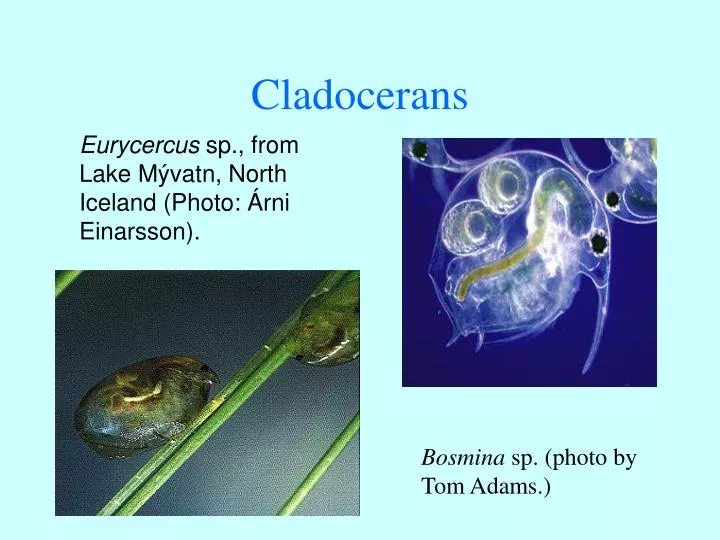 cladocerans